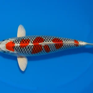 Bestpreis Japan Koi Yamanaka Tosai Kujaku, Cyprinus carpio, 13-18 cm